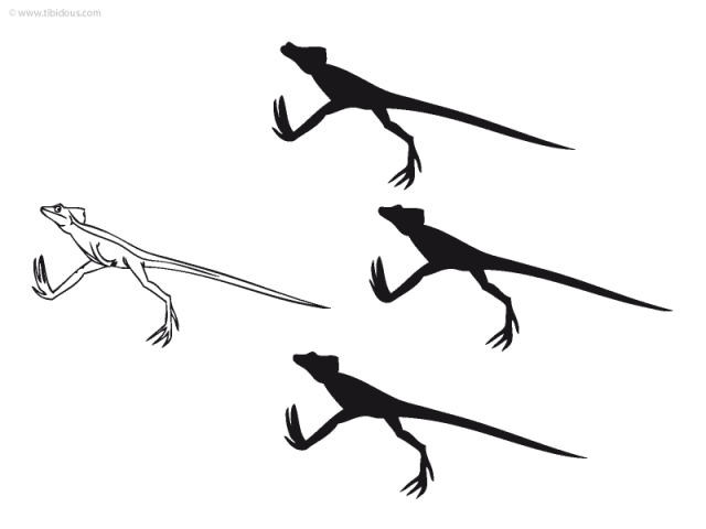 Grande section : jeu des ombres