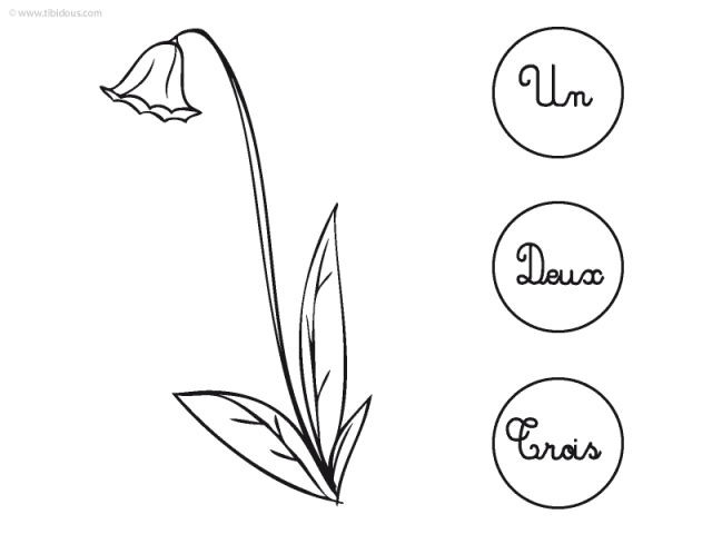 Moyenne Section : compter